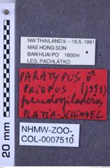 Etiketten zu Priopus pseudospiloderus (NHMW-ZOO-COL-0007510)